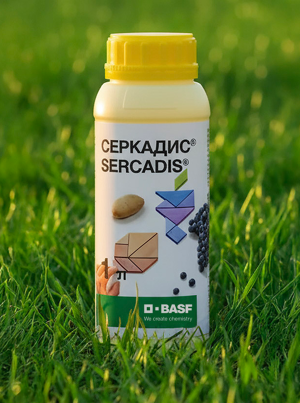 Серкадис, КС