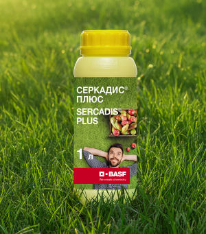 Серкадис Плюс, КС