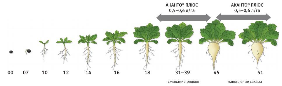 Схема посадки репы