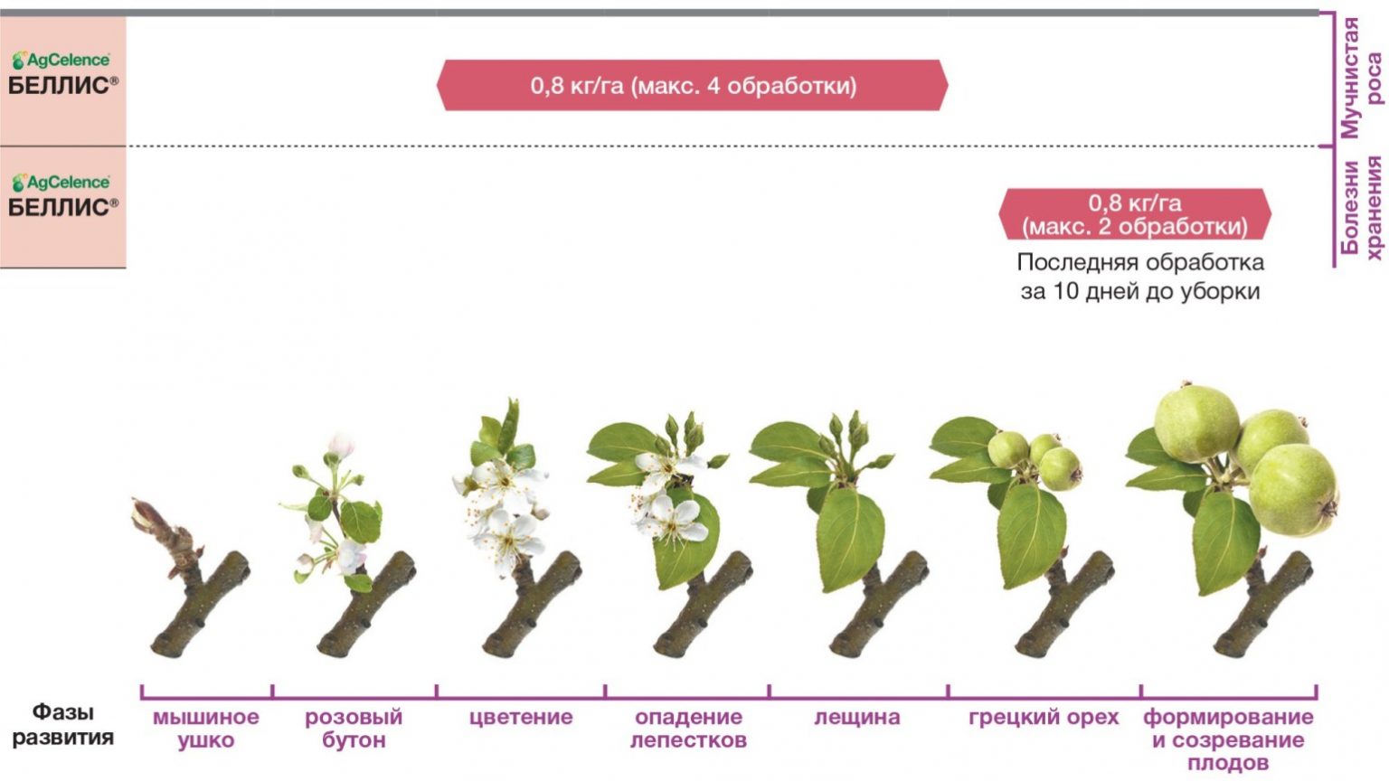 Деметра семена оптом. Деметра семена. Деметра трейдинг.