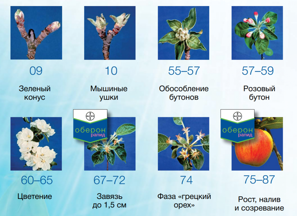 Оберон рапид инсектицид. Оберон Рапид, КС. Оберон для растений. Оберон Рапид инструкция. Оберон от белокрылки.
