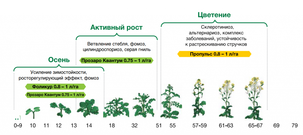 Схема защиты рапса ярового