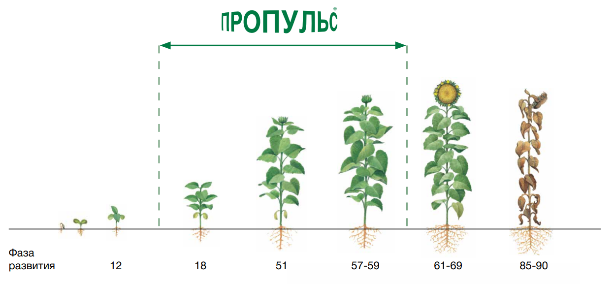 Пропульс фунгицид