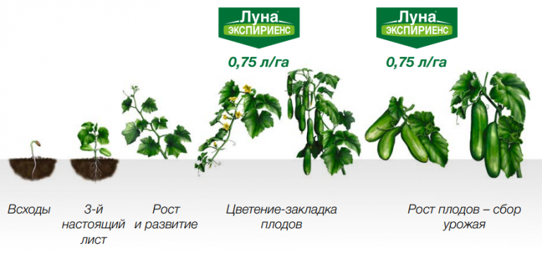 Деметра прайс. Препарат Луна для огурцов. Луна экспириенс срок ожидания на томатах.