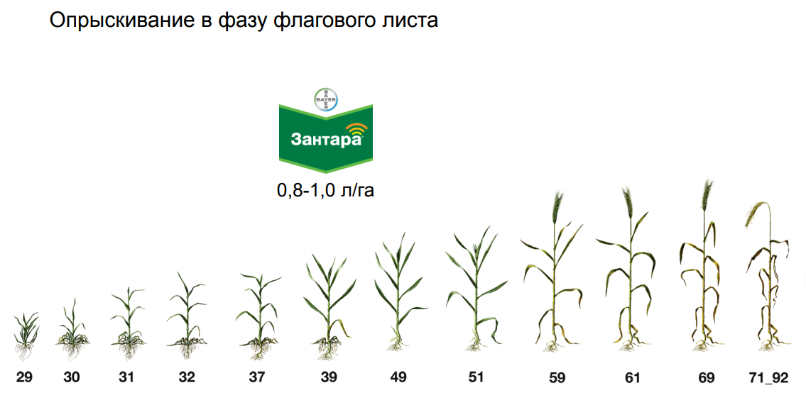 Фазы роста производства. Этапы роста кукурузы. Этапы роста кукурузы в картинках. Фазы роста рапса. Картинка кукурузы в фазе 6 листьев.