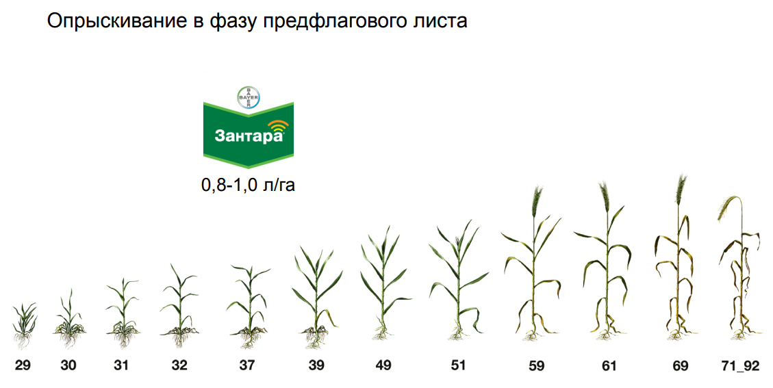 Деметра прайс лист на зерно 2024. Этапы роста кукурузы. Этапы роста кукурузы в картинках. Фазы роста рапса. ПРЕДФЛАГОВЫЙ лист.